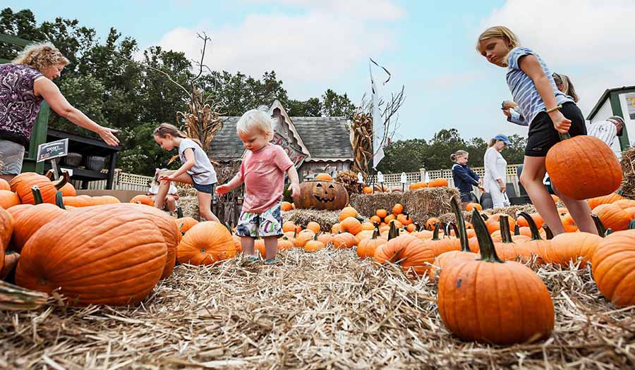 Pumpkin Patch